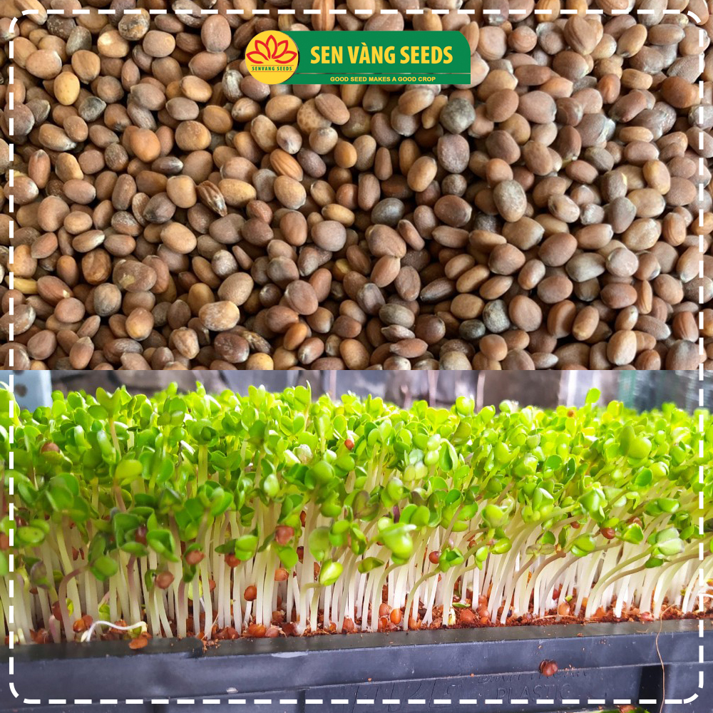 Hạt Giống Rau Mầm Củ Cải Trắng (Size Trung) - Nhập khẩu New Zealand, nảy mầm &gt;95%, siêu năng suất - HẠT GIỐNG SEN VÀNG