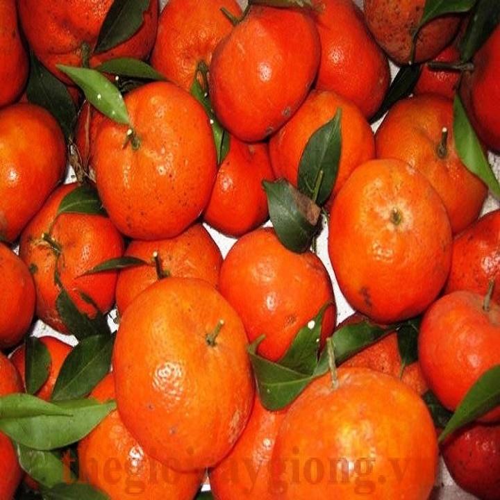 CÂY CAM ĐƯỜNG CANH