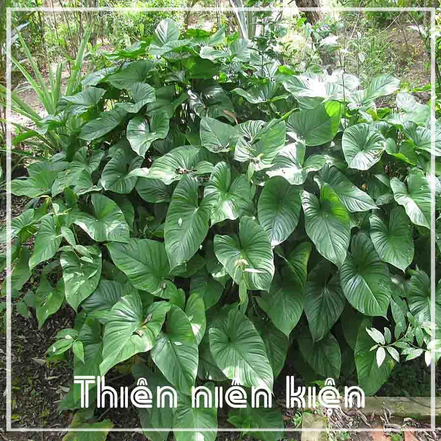 Thiên Niên Kiện khô sạch 500gram