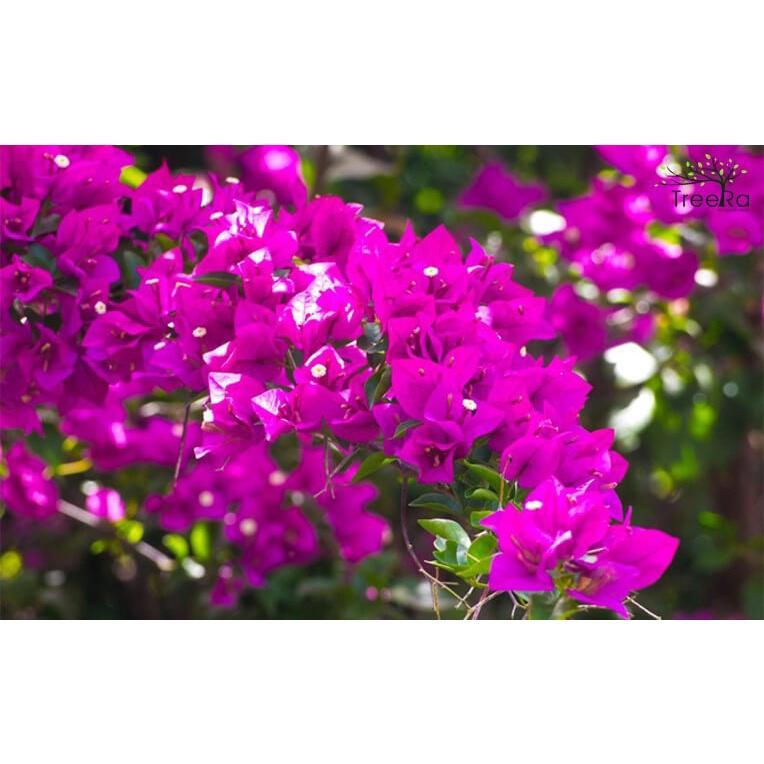 COMBO PHÂN HỮU CƠ VA CHẾ PHẨM SIÊU BẬT MẦM CHO HOA GIẤY , CHUYÊN DÙNG CHO HOA GIẤY