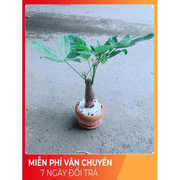 Chậu Kim Ngân 1 Thân