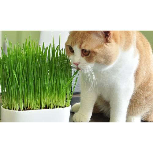 Hạt Giống Cỏ cho chó mèo và động vật nhỏ - Cỏ Trông chăn nuôi Thú Cưng cung cấp dinh dưỡng cao