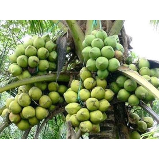Dừa giống sáp đặc