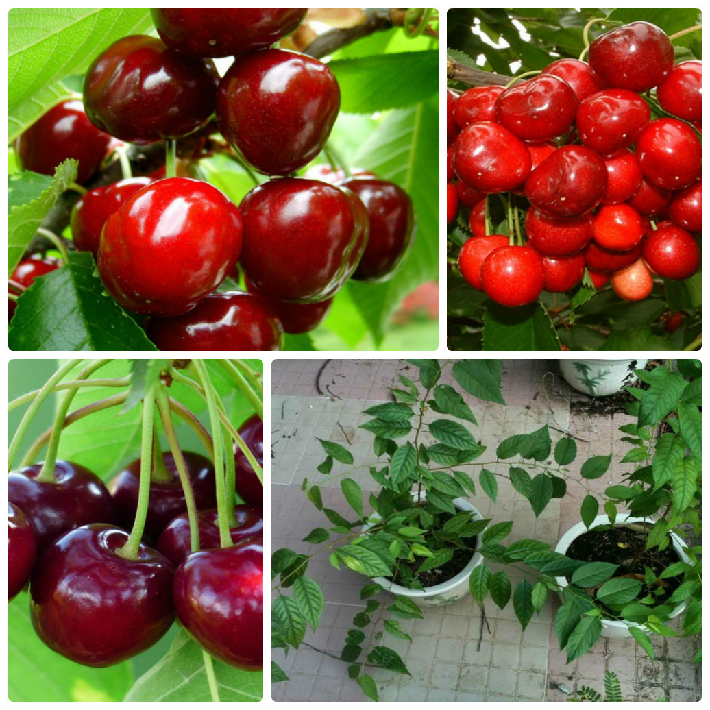 Bộ 1 gói Hạt giống cây Anh Đào - Cherry