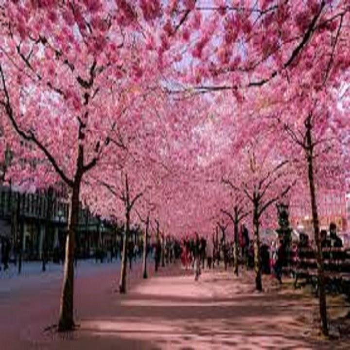 CÂY GIỐNG MAI ANH ĐÀO NHẬT BẢN