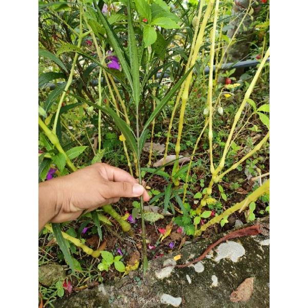 Combo 20 cây giống hoa chiều tím