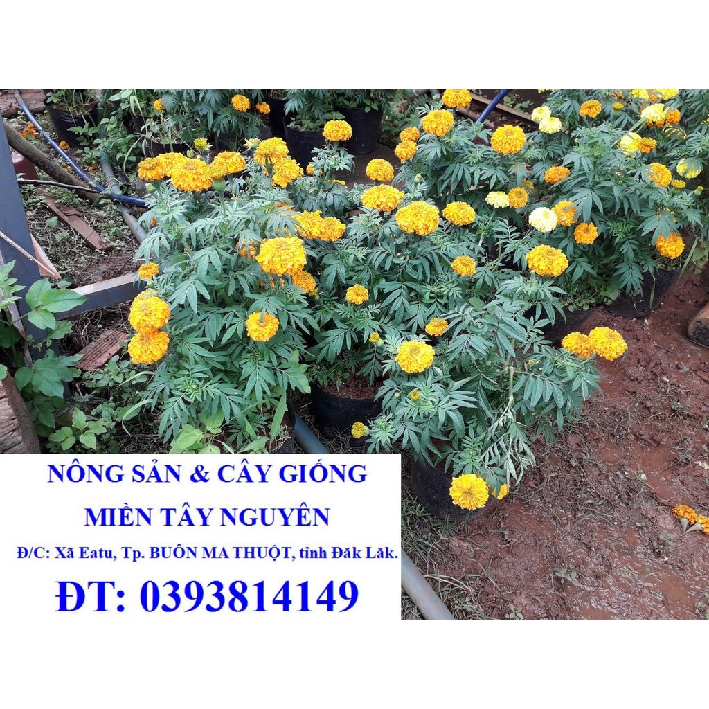 CÂY HOA CÚC VẠN THỌ