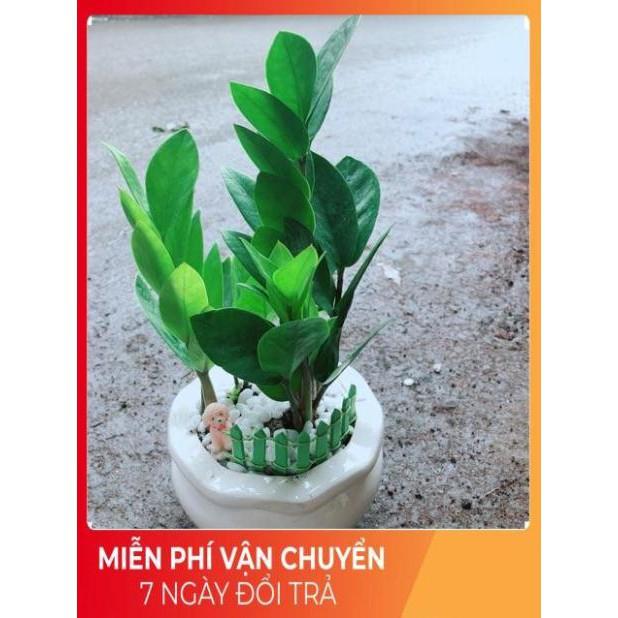 Chậu Kim Tiền Thái