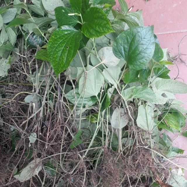 15 CÂY LÁ LỐT Giống- đã ra rễ khỏe mạnh bảo hành sống