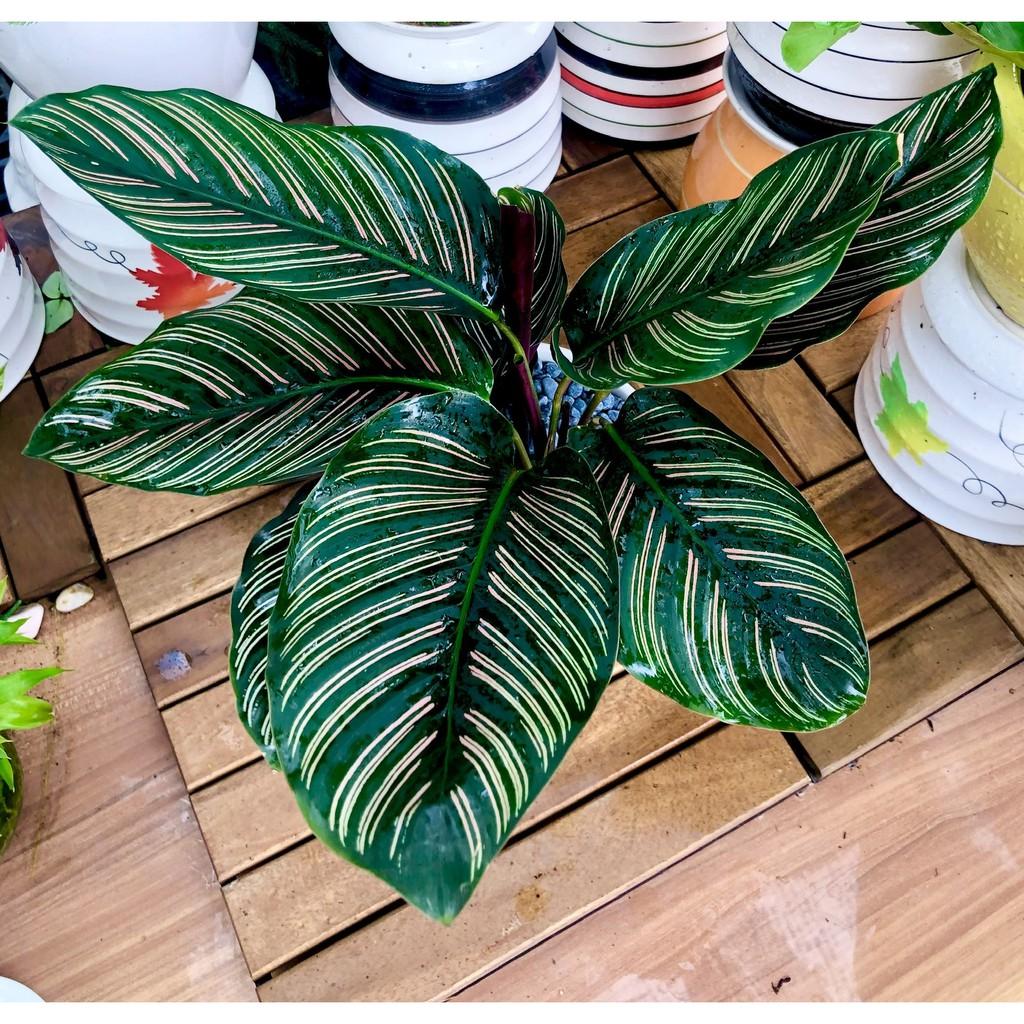 Chậu sứ cây Đuôi Công tím sọc để bàn