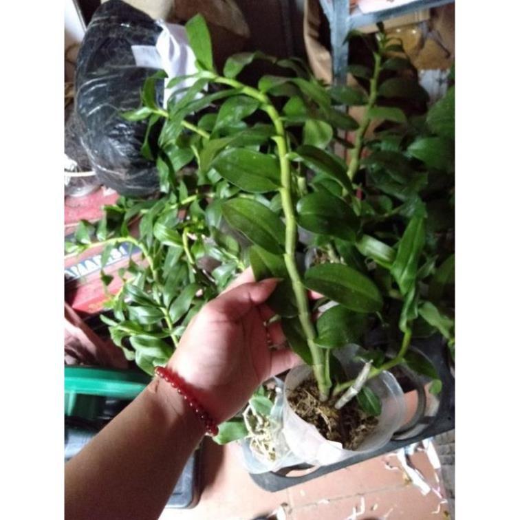 Hoa phong lan trầm thiên long