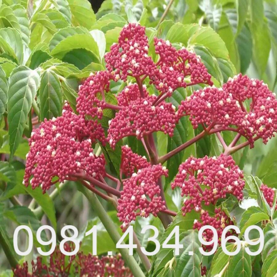 Gối Hạc Khô Loại 01