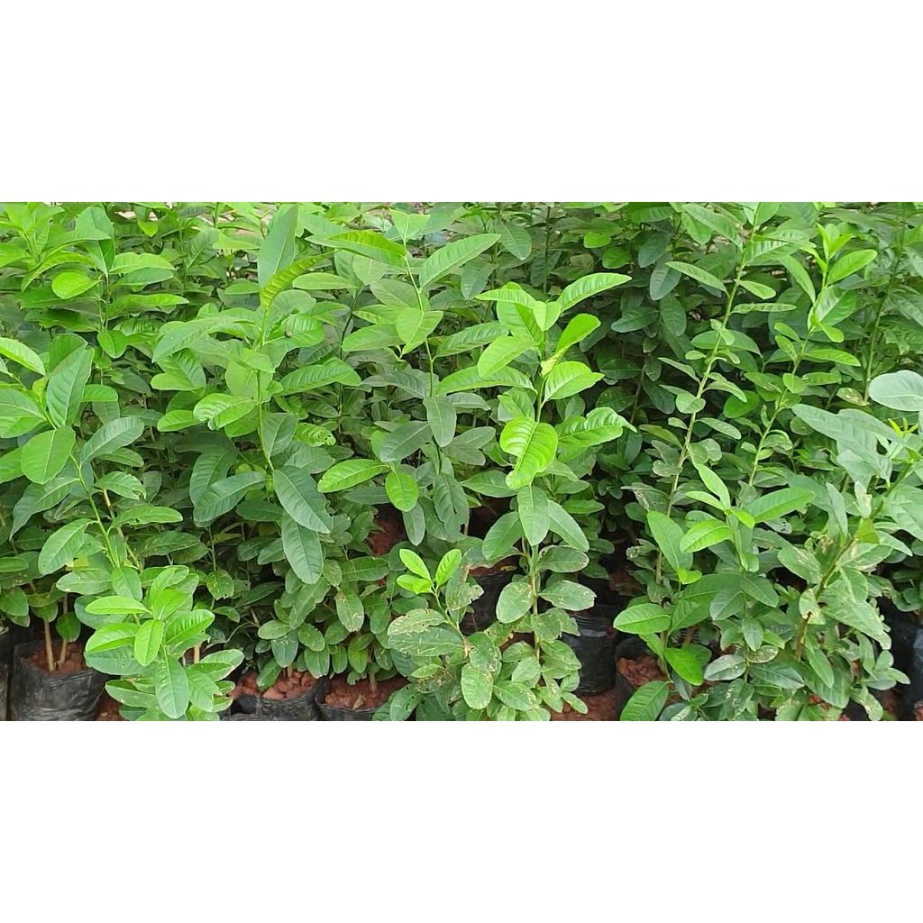 CÂY GIỐNG CHANH VÀNG MỸ CHANH TÂY SIZE LỚN