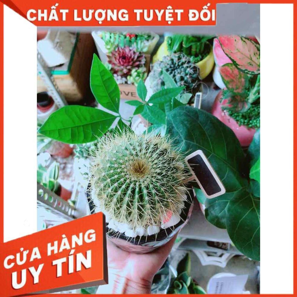 Hình ảnh Chậu Xương Rồng Trạng Nguyên Nhiều Người Mua