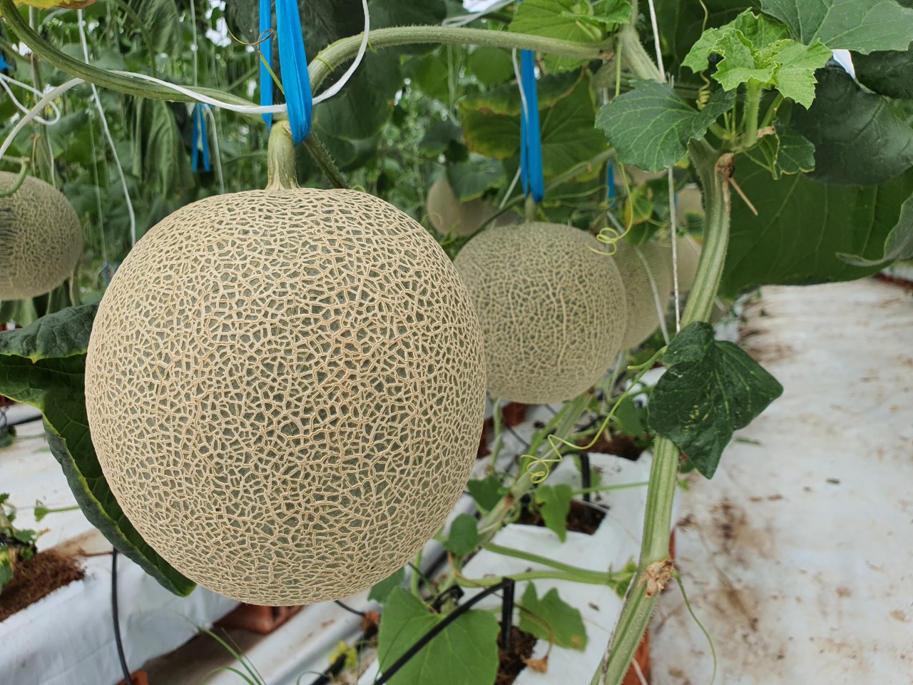 Dưa lưới đạm cá - 1 quả 1,2 kg - 1,4 kg