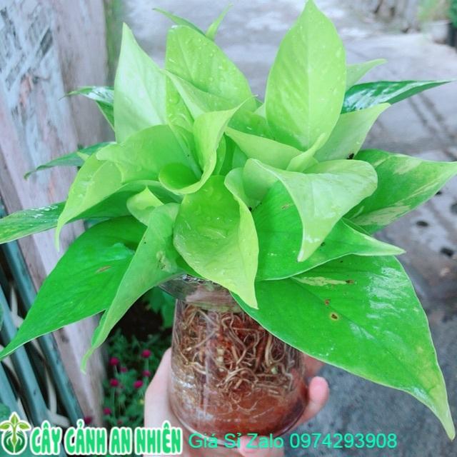 Chậu Trầu Bà Thái Thuỷ Sinh