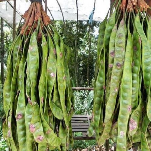 Cây Giống Bồ Kết Cao Trên 50cm