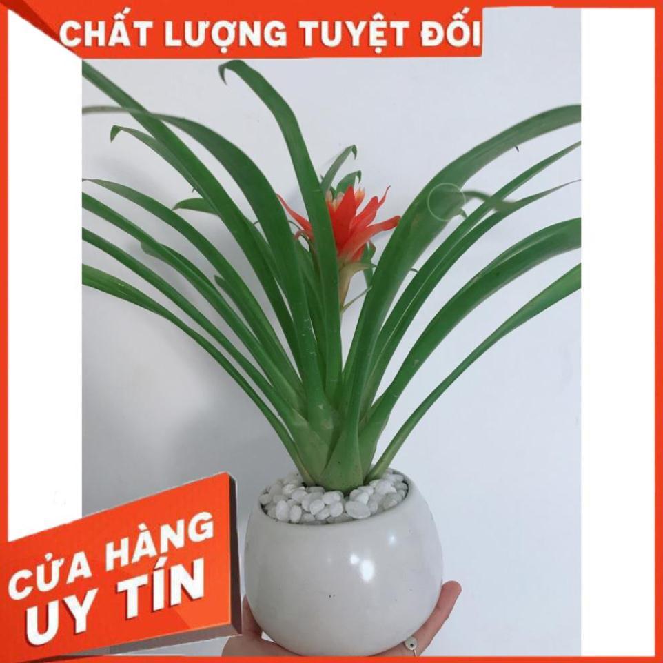 Chậu cây phong lộc hoa