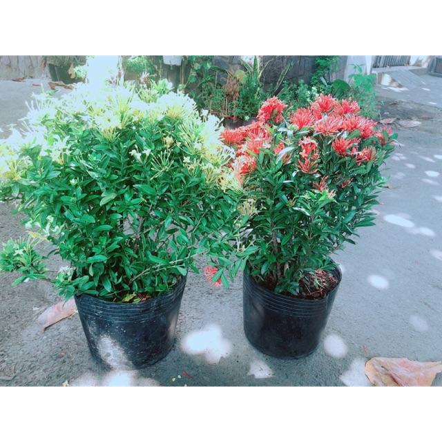 Combo 2 Cây Trang Thái Vàng+Đỏ