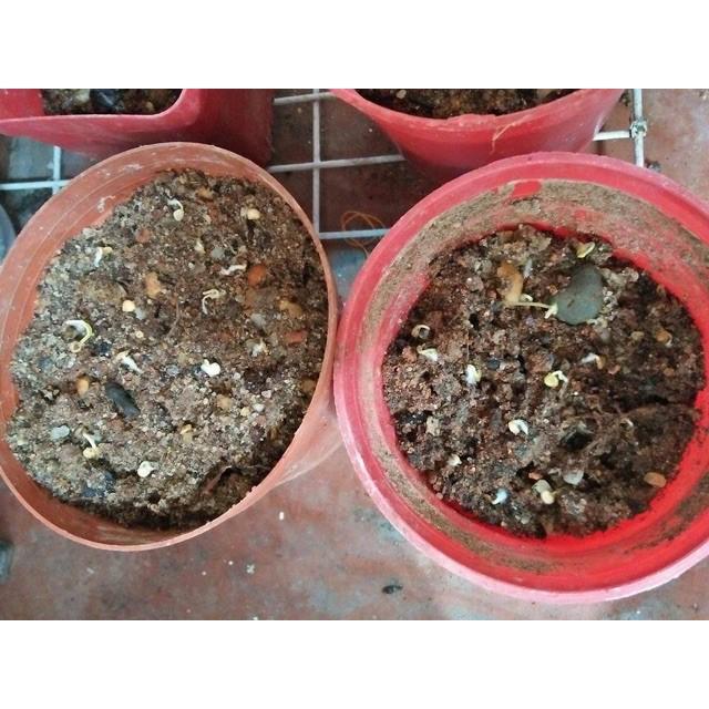 HẠT GIỐNG ỚT CHỈ THIÊN CHÙM + 700g phân thỏ hữu cơ