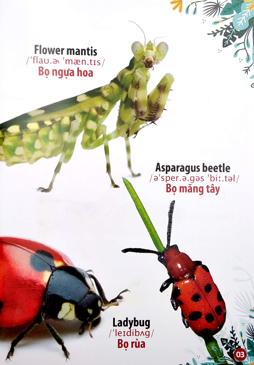 Thư Viện Hình Ảnh Song Ngữ Đầu Tiên Của Bé - Côn Trùng Và Bò Sát - VT