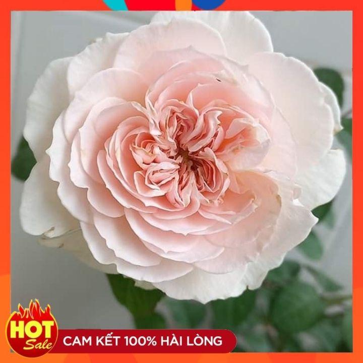 Hoa hồng Tranquility rose-SIÊU THƠM - SIÊU ĐẸP. 60 cánh hoa lớn, mọc thành chùm