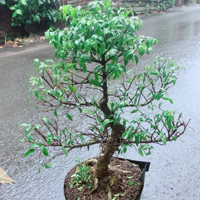 Cây Mai Chiếu Thuỷ Bonsai