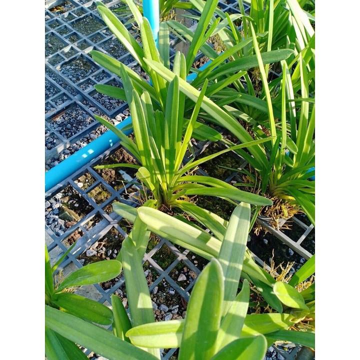 Địa lan kiếm vàng thái, mặt hoa lai, gửi đi cả chậu siêu to, giá cực rẻ