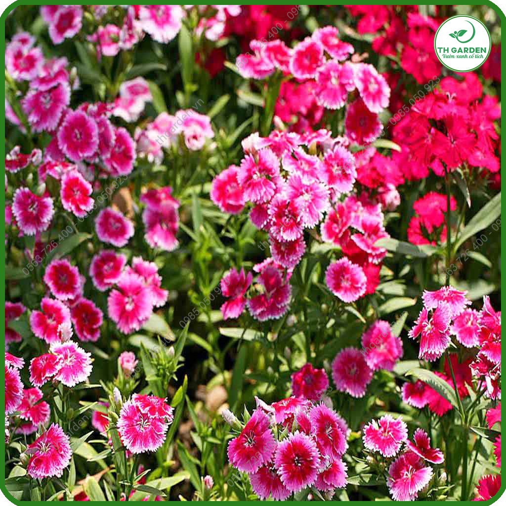 Hạt Giống Hoa Cẩm Chướng Chùm Mix Nhiều Màu TH Garden - Hạt Giống Dễ Trồng Dễ Chăm Sóc, Hoa Thơm, Bền Màu, Lâu Tàn