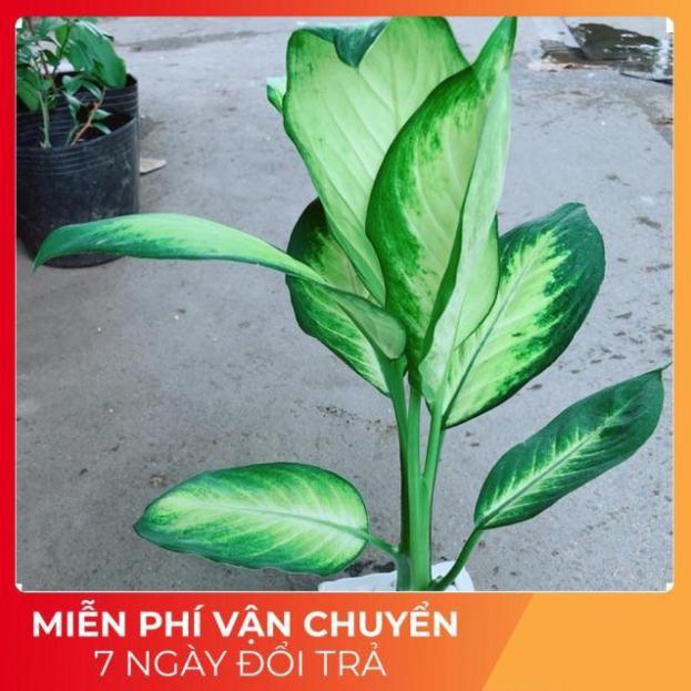 Chậu Vạn Niên Thanh