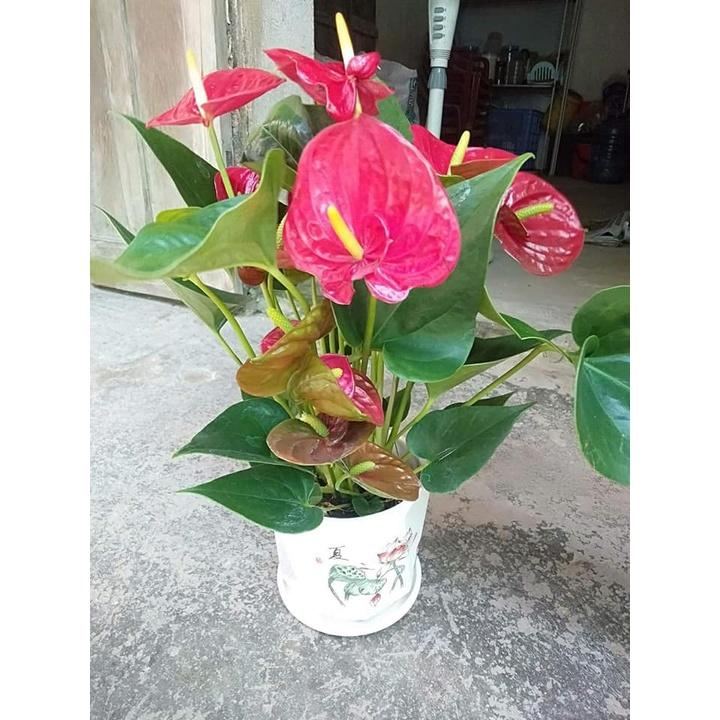 Cây Hồng Môn