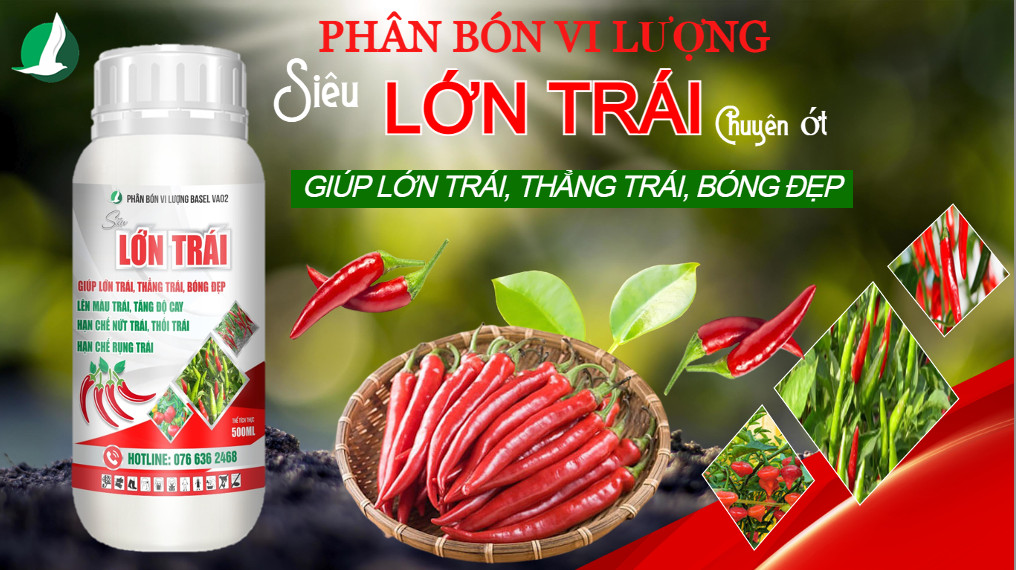 PHÂN BÓN LỚN TRÁI ỚT - GIÚP TRÁI LỚN NHANH, TĂNG ĐỘ CAY, HẠN CHẾ THỐI TRÁI CHAI 500ML