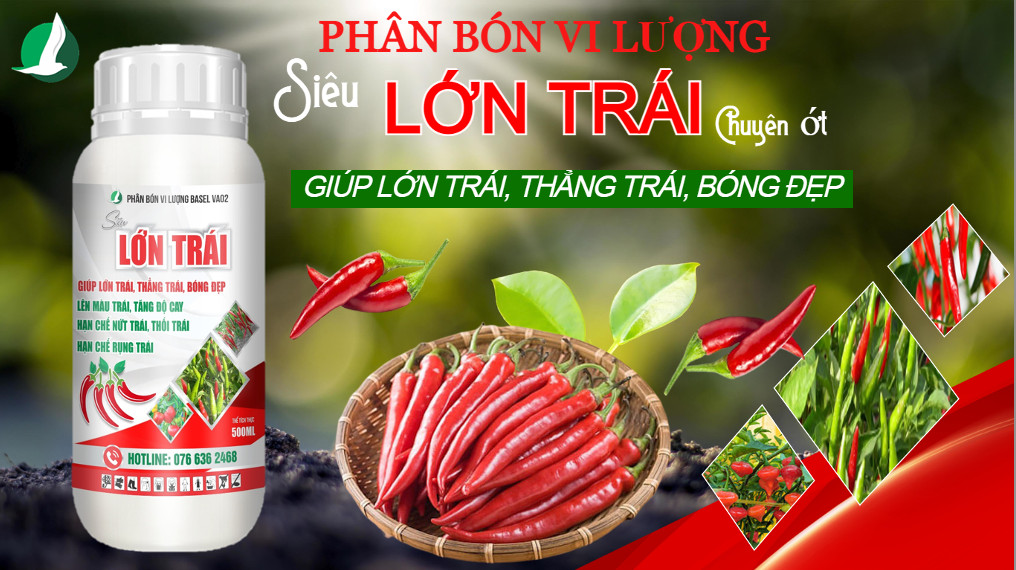 SIÊU LỚN TRÁI ỚT Lên màu trái, tăng độ cay Hạn chế nứt trái, thối trái, rụng trái