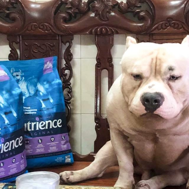 Thức Ăn Cho Chó Husky Nutrience Original Bao 5kg - Thức Ăn Cho Chó, Vị Thịt Cừu, Rau Củ, Trái Cây