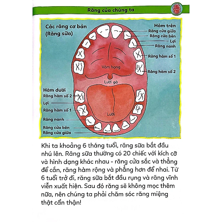 Sách Tiểu Học Toàn Diện