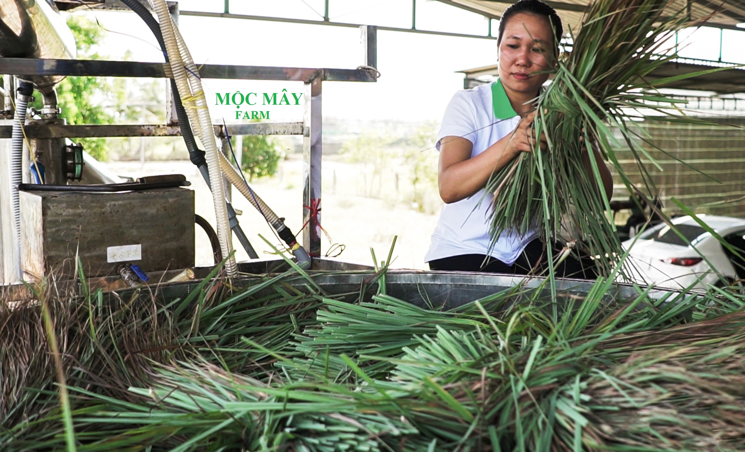 Tinh dầu Sả Chanh Organic Mộc Mây - tinh dầu nguyên chất từ thiên nhiên - chất lượng và mùi hương vượt trội