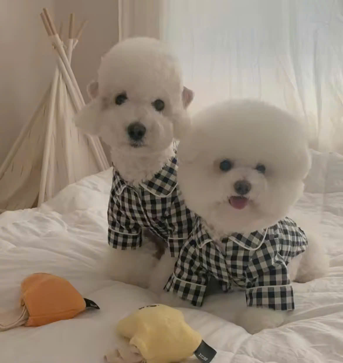 ÁO CARO SANG TRỌNG TỪ 0.2-7KG DÀNH CHO THÚ CƯNG CHÓ MÈO