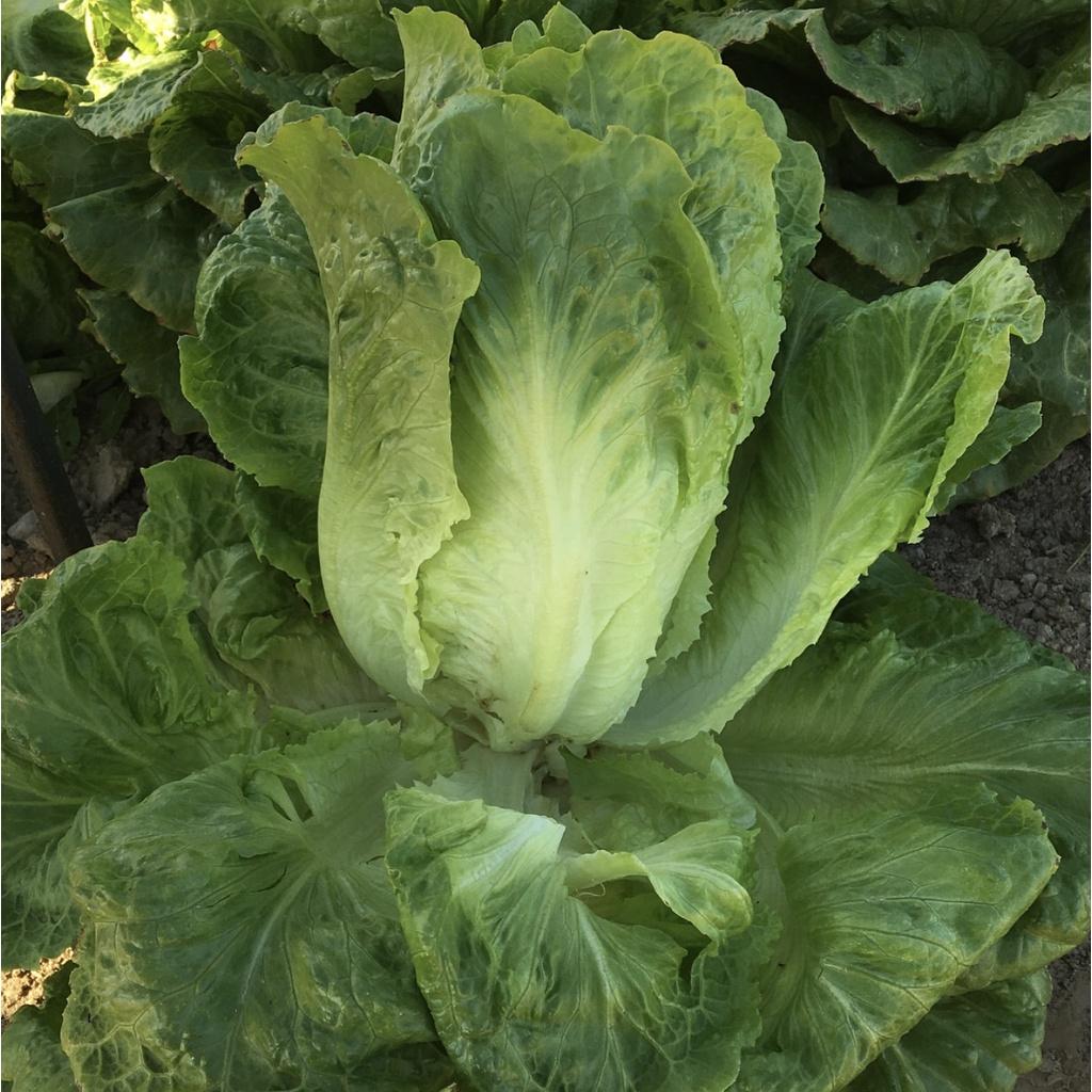 Hạt giống xà lách ROMAINE xanh CT98 - Gói 0.2gram