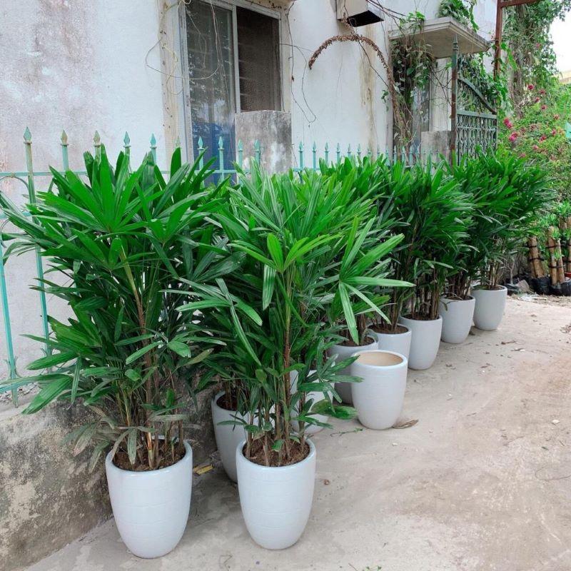 Cây trúc mây - 1 bụi