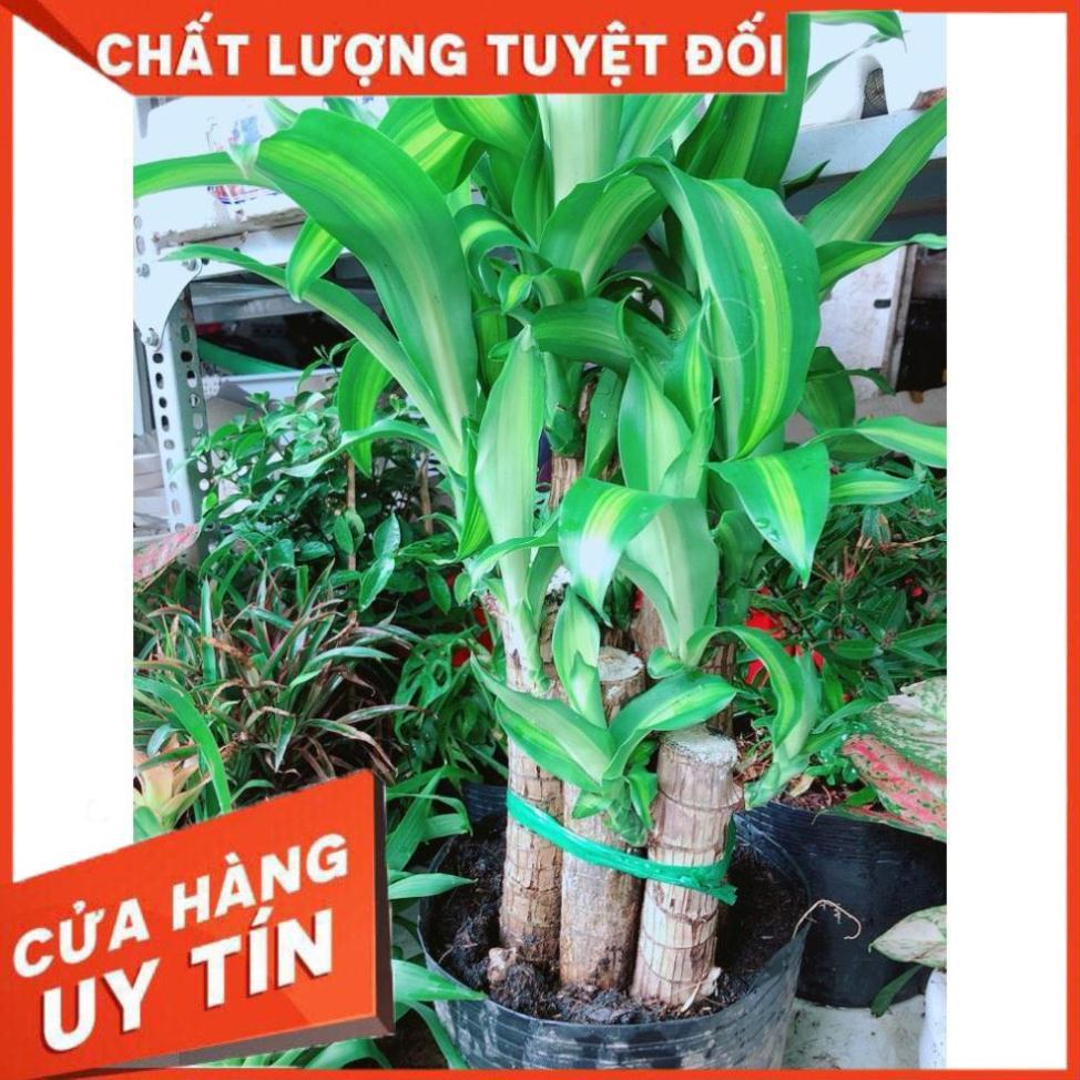 Cây phát tài