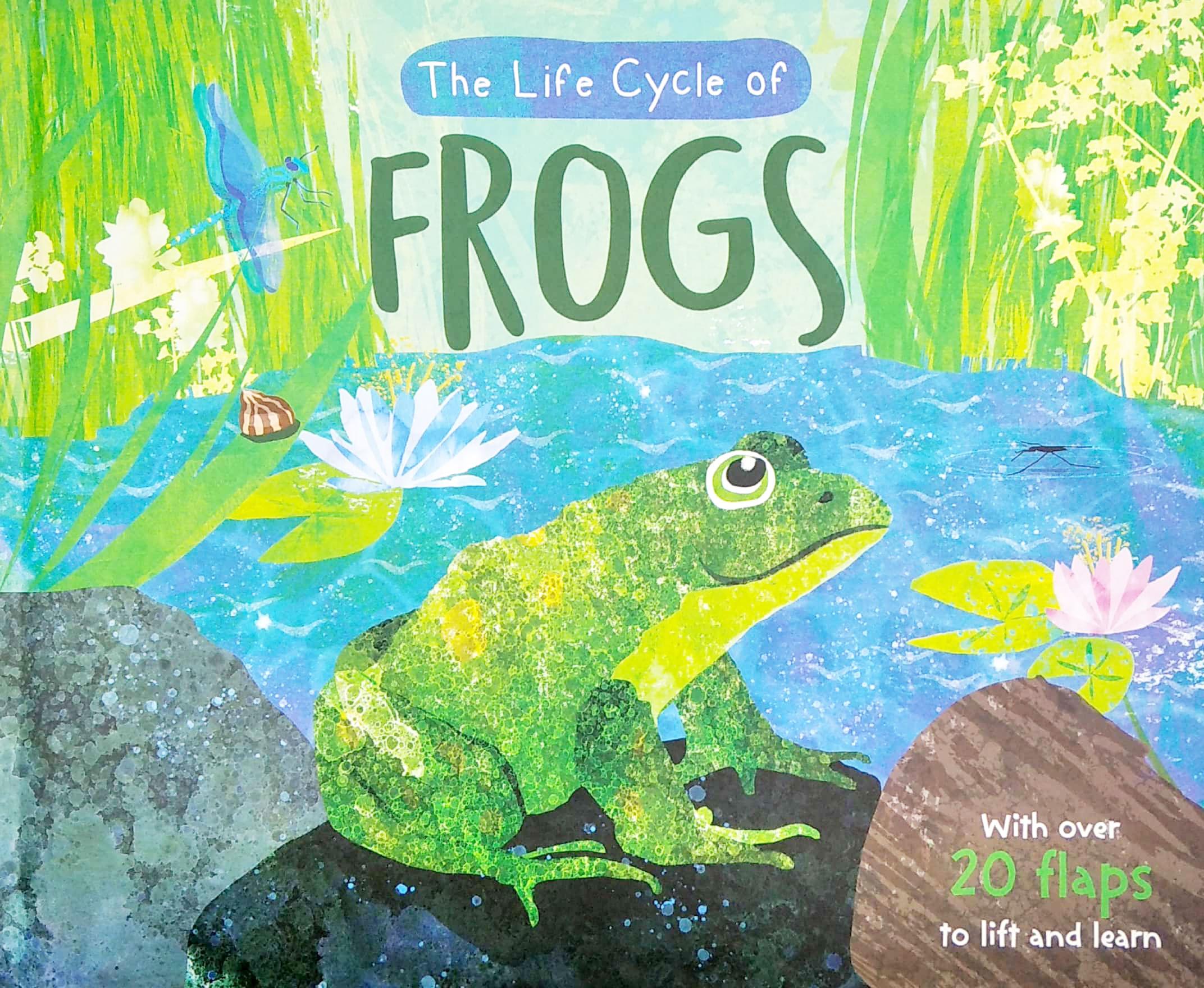 The Life Cycle Of Frogs