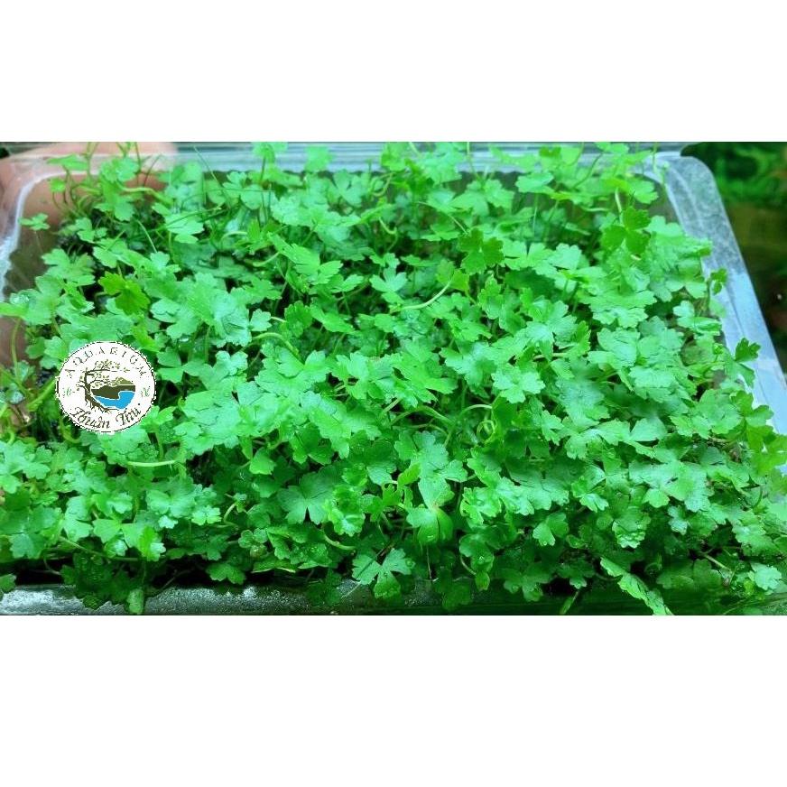 Rau Má Hương trang trí bể thủy sinh bể bán cạn