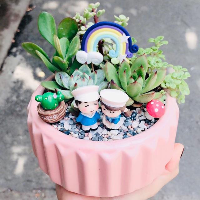 Chậu sen đá tiểu cảnh