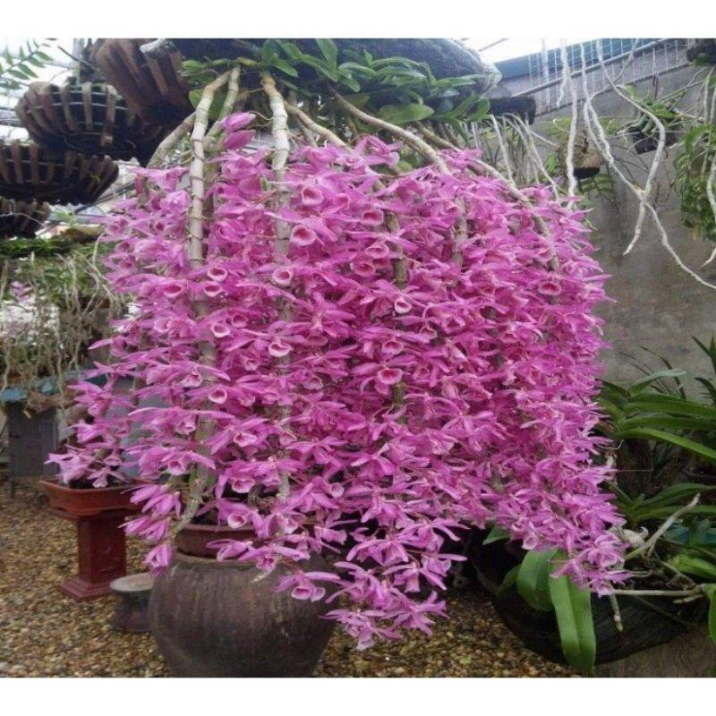 Chế phẩm ComCat 150wp . Kích thích sinh trưởng, giải độc, kích rễ. Tăng sức đề kháng cây con