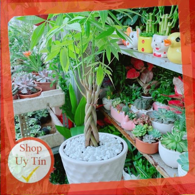 Chậu Kim Ngân Thắt Bính