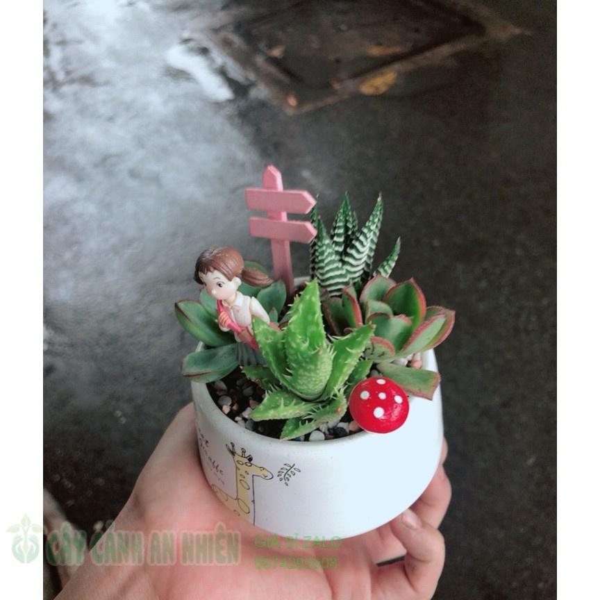 Chậu sen đá tiểu cảnh