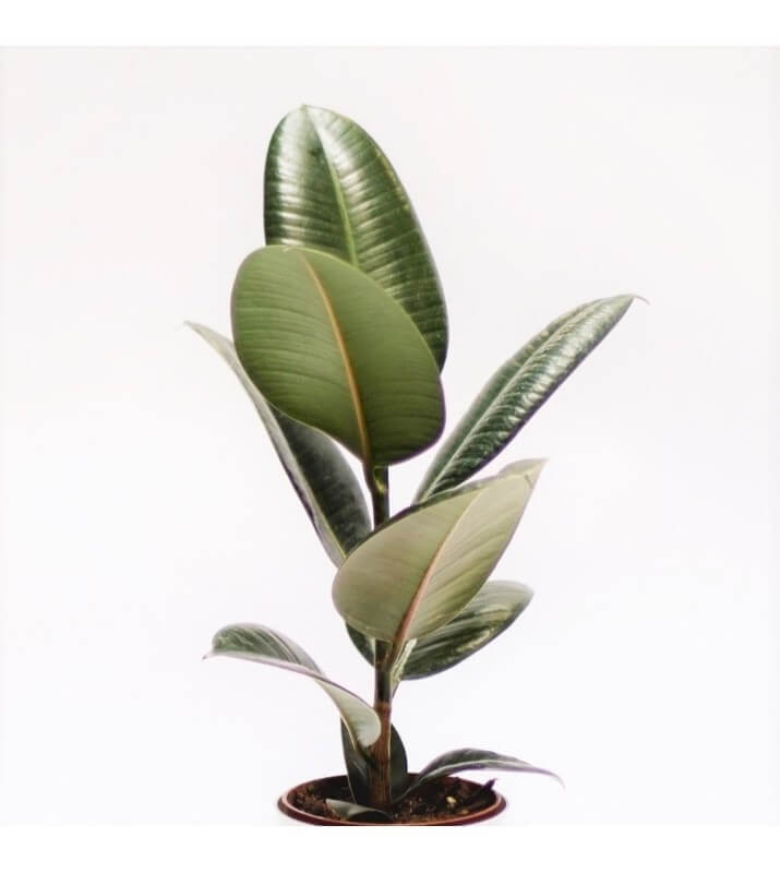 Cây Ficus elastica Rubber Fig (Cây Đa Búp Đỏ) chậu nhựa 10cm 1T