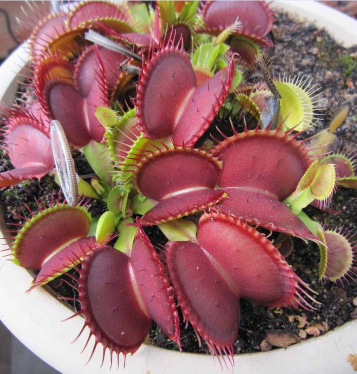 Combo 2 gói Hạt giống cây Bắt Ruồi + Diệt Côn Trùng tặng kèm gói kích hạt nãy mầm