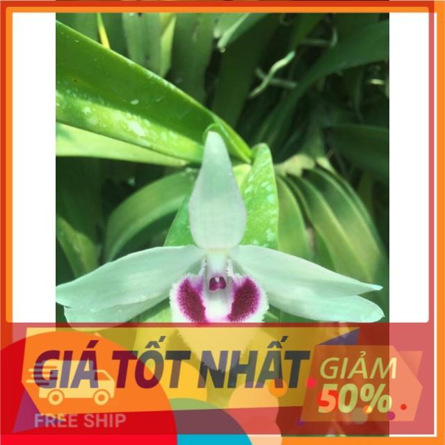 Lan phi điệp đột biến 5 CÁNH TRẮNG BẮC KAN