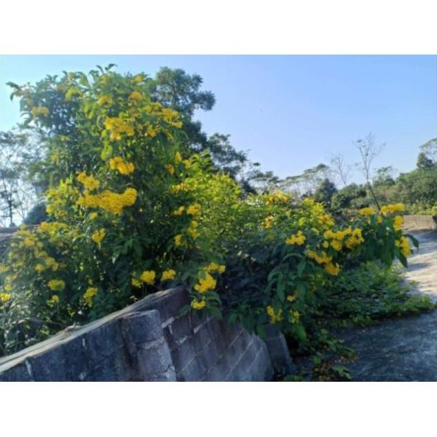 Combo 2 cây giống chuông vàng siêu đẹp - Đơn hàng thanh toán trước tặng 1 cây cùng loại